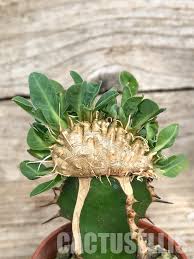 Image result for Euphorbia glanduligera