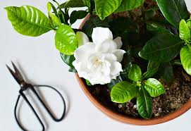 Image result for Gardenia