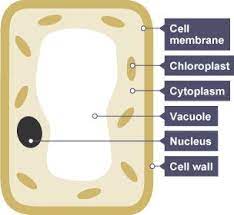 See how a generalized structure of an animal cell and plant cell look with labeled diagrams. The Plant Cell Is Surrounded By A Cell Wall For Structure Inside This Is The Cell Membrane And This Contains The Cytoplasm Photosynthesis Plant Cell Cell Wall