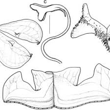 Image result for Disperis dicerochila