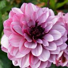 Nos coups de coeur sur les routes de france. Buy Decorative Dahlia Tuber Syn Dahlia Creme De Cassis Dahlia Creme De Cassis 4 99 Delivery By Crocus