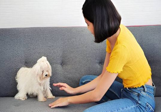 How Pet Parents Can Cope with Behavioral Problems in Pets—Vet Guide 20 –  Ask A Vet
