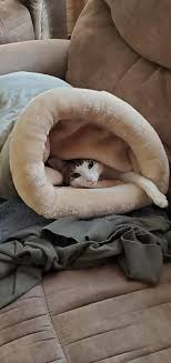 Armarkat soft velvet cat bed house your cats and dogs will feel cozy in the dog pet brown this polyester features a cove mascotas hooded 2021 armarkat slipper shape covered cat dog bed wremovable cover petguide. Armarkat Hideaway Cat Bed In Sage Green 20 L X 14 W Petco