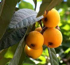 Shop with afterpay on eligible items. Loquats Fruit Trees For Sale Uk Mail Order