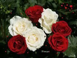 Wallpapers Of Red White Roses Wallpaper Cave The most common red roses wallpaper material is paper. wallpapers of red white roses