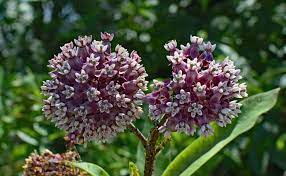 Milkweed Sow And Grow Guide Milkweed Poisonous Plants Plants