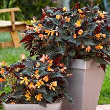 Check spelling or type a new query. How To Grow Tuberous Begonias Garden Gate
