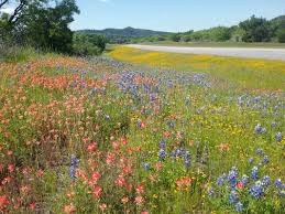 Travis wholesale flowers san antonio. Restoring Grassy Ecosystems Feasible Or Fiction An Inquisitive Australian S Experience In The Usa Gibson Roy 2018 Ecological Management Amp Restoration Wiley Online Library