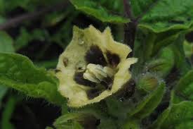 Image result for Physalis pubescens