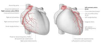 Number of diagonal arteries / crossfit the heart part 7 coronary circulation. Heart Amboss