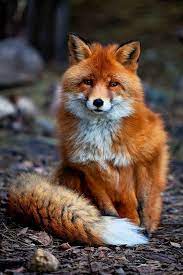 Stunning Wildlife On Twitter Cute Animals Animals Wild Animal Pictures