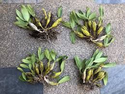 Tak kisah la bunga ros ke, bunga lily ke, bunga. Cara Menanam Orkid Hutan Info Kece