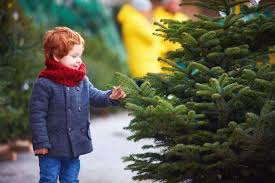 Jetzt weihnachtsbaum kaufen für weihnachten große auswahl lieferung an die haustüre kauf auf rechnung. Tannenbaum Weihnachtsbaum Nordmanntannen Blaufichten Grosshandel Weihnachtsbaume