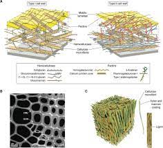Most cells do not have lysosomes or centrosomes. Redesigning Plant Cell Walls For The Biomass Based Bioeconomy Journal Of Biological Chemistry