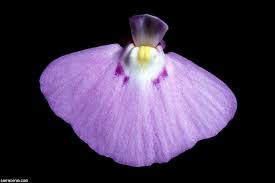 Image result for Utricularia formula