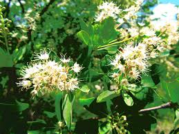 Image result for Terminalia stuhlmannii