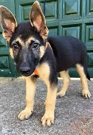 Loki ist ein husky schäferhund mix ( husch) geb am 25.02.2013 seit dem 16.9.2014 lebe ich nun bei meinen menschen in essen. Teno Schaferhund Mix Welpe