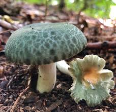 Image result for Russula perlactea