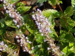 Image result for Platostoma