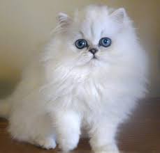 Persian Long Hair Cat In 2020 Persian Cat White Pretty Cats Persian Kittens