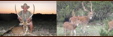 Texas Whitetail Deer Hunting
