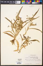 Image result for Cyanotis caespitosa