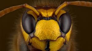 Die 10 giftigsten spinnen der welt. Heimische Fauna 10 Unserer Giftigsten Tiere In Deutschland Spektrum Der Wissenschaft