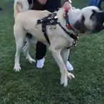 Pin On Dog