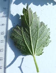 Image result for Scepocarpus trinervis