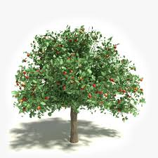 Apple Tree 3d Models Turbosquid Com Fruit Trees Pruning Fruit Trees Apple Tree