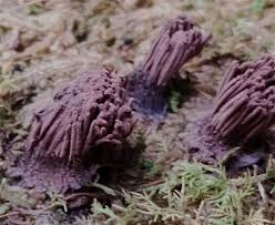 Image result for Stemonitis splendens
