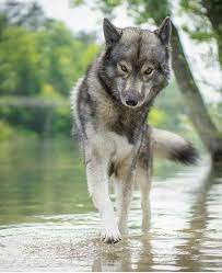 Animal Lobo Wolf Wolfdog Wolf Dog Tamaskan Dog Wolf Spirit Animal