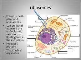 Prokaryotic cells are usually singletons, while eukaryotic cells are usually found in multicellular organisms. The Cell Theory And Homeostasis Ppt Video Online Download