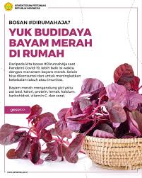 Jun 19, 2021 · cara menanam pohon mangga dari biji, bisa panen sendiri di rumah ; Sobatani Cukup Di Dirumahaja Puslitbang Hortikultura Facebook