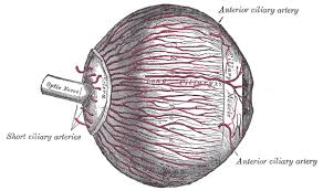 Image result for Choroid