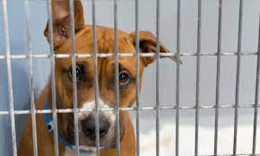 Search animal shelters in las vegas, nm below. Lost Found Pets Of Las Vegas The Animal Foundation
