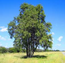 Image result for Spirostachys