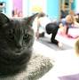 Yoga with Cat from www.cnn.com
