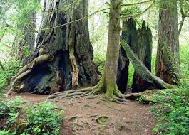 We did not find results for: Lady Bird Johnson Grove Trail Redwood National Park California