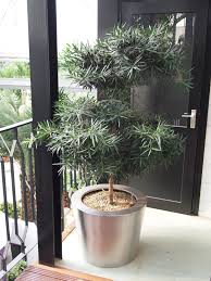 Podocarpus Plants Container Plants Indoor Plants