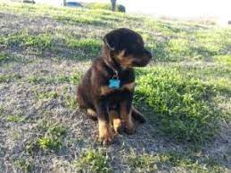 2 rottweiler puppies left $200 (saint cloud) pic hide this posting restore restore this posting. Buyer Beware Caution And Common Sense When Buying A Puppy A Love Of Rottweilers