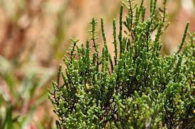 Image result for Halosarcia