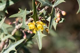 Image result for Mechowia grandiflora