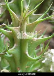 Image result for Huernia verekeri