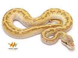 Butter Enchi Pastel Pinstripe Ball Python Snake Pinstripe