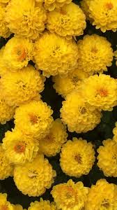 Untitled In 2020 Flower Iphone Wallpaper Yellow Wallpaper Tumblr Backgrounds