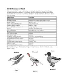 Darwin's finches differ from each other in body size and/or beak size and shape 2. Bird Beak Adaptation Lesson Plans Worksheets Reviewed By Teachers