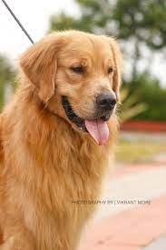 You only need to bathe them regularly, about once a week. Golden Retriever Price In Pune Golden Retriever Price Premium Pet House