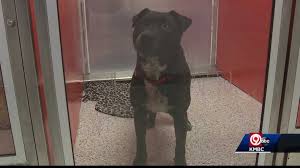 Although we are set up to house dogs, we do not have any at this time. Kc Pet Project Having Adoption Special As Shelter Fills Again