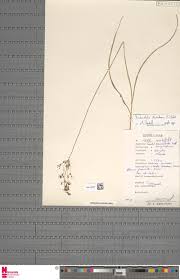 Image result for Sarcophrynium schweinfurthianum